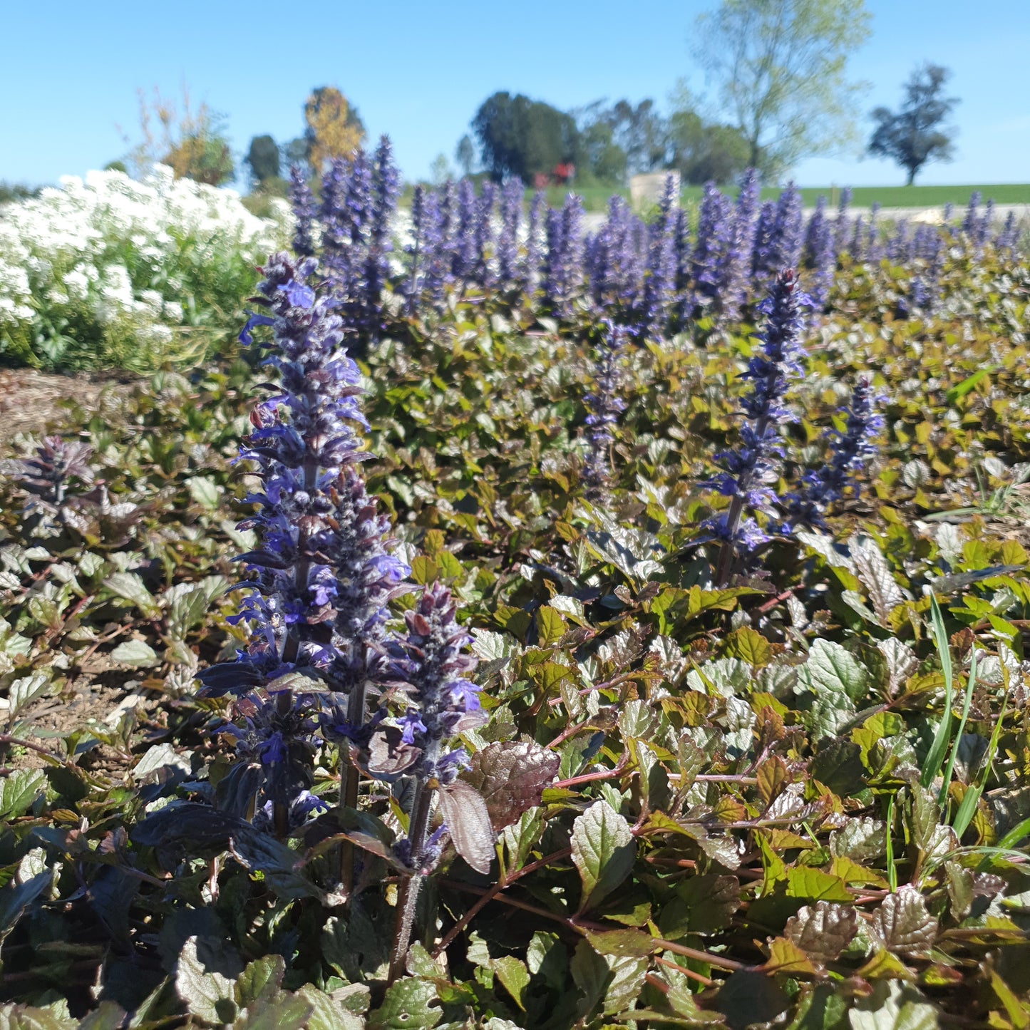 Ajuga Verde