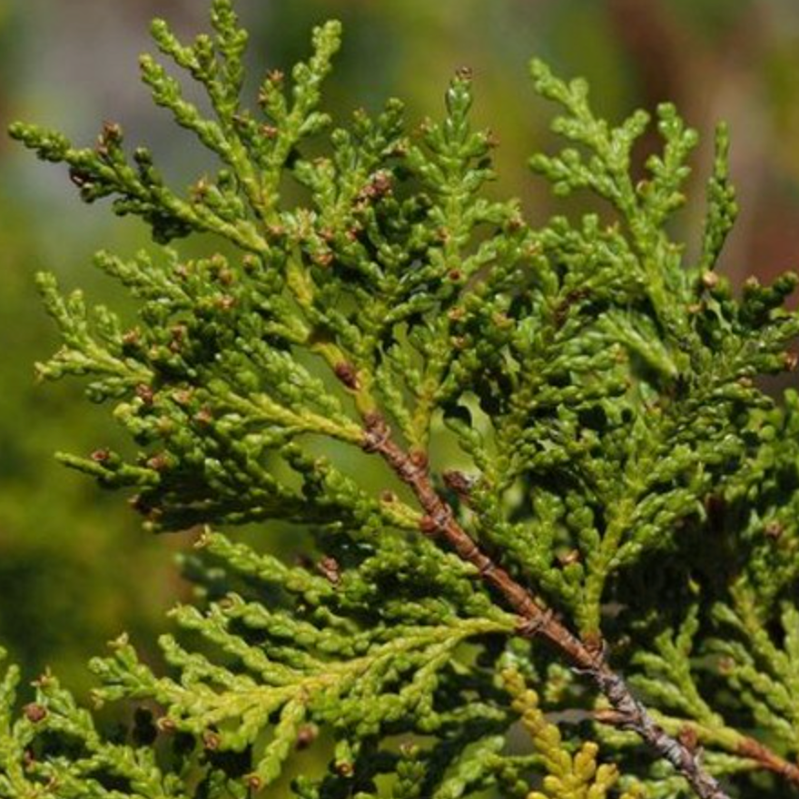 Ciprés de la cordillera