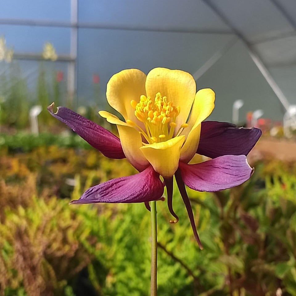 Aquilegia