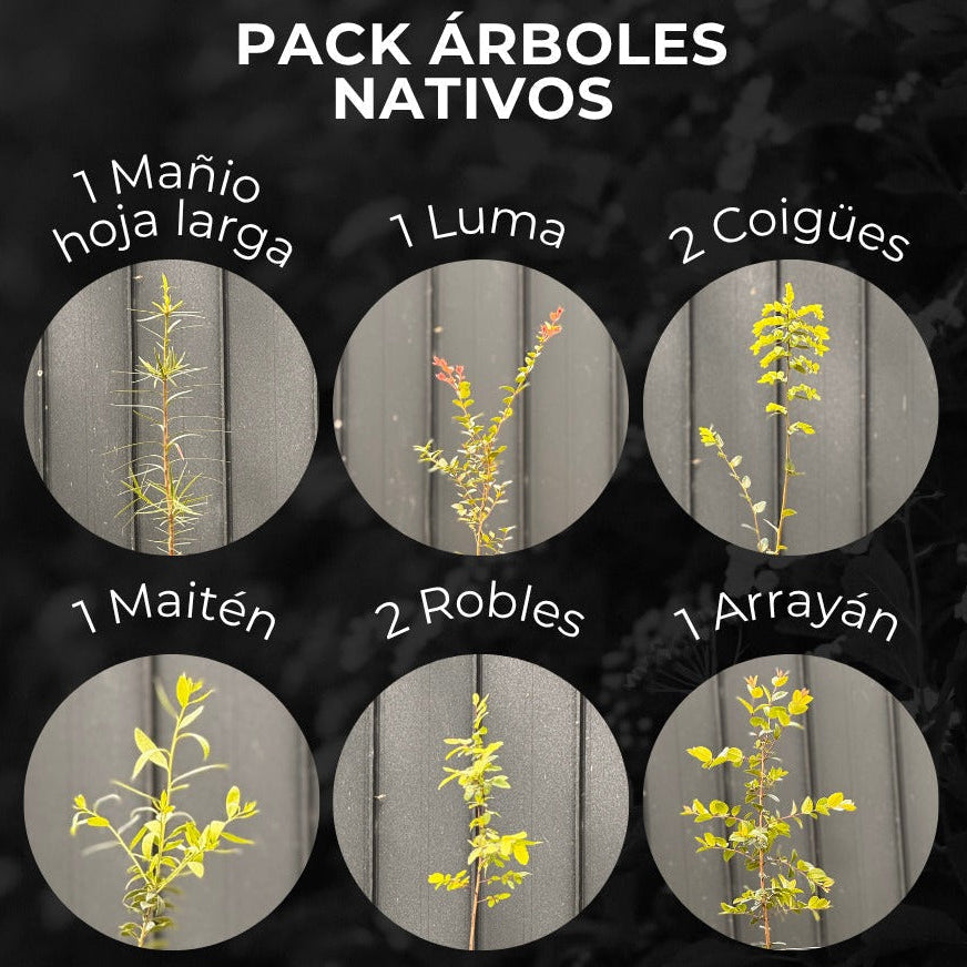 Pack Árboles Nativos