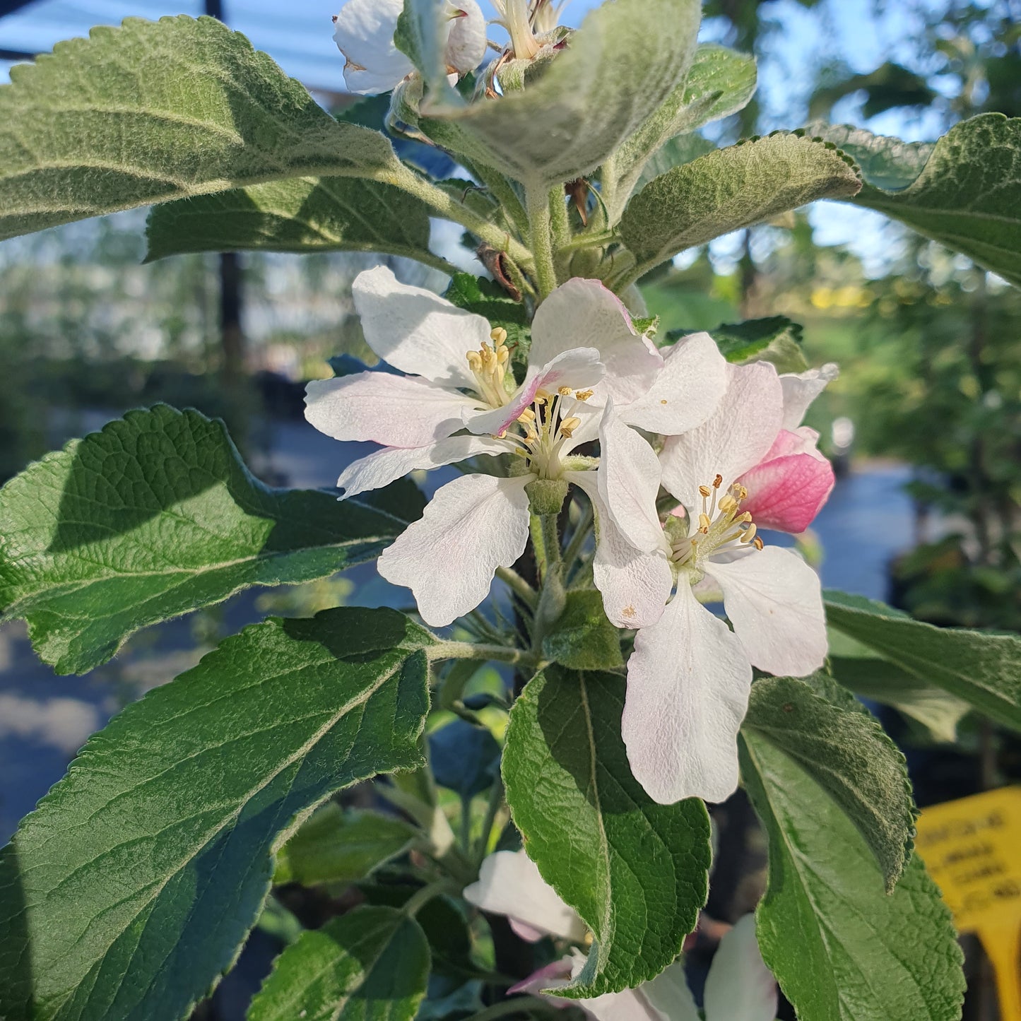 Manzano Limona Enana