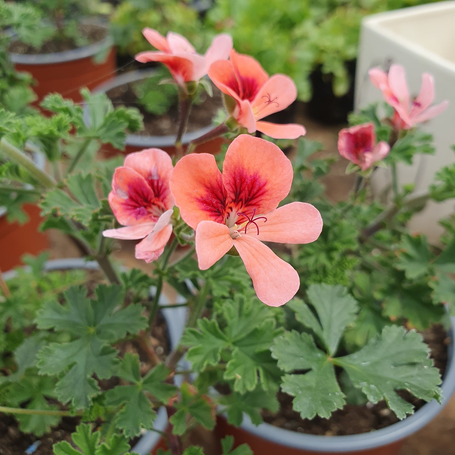 Pelargonio