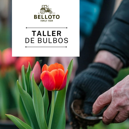 Taller de Bulbos 25 de Mayo