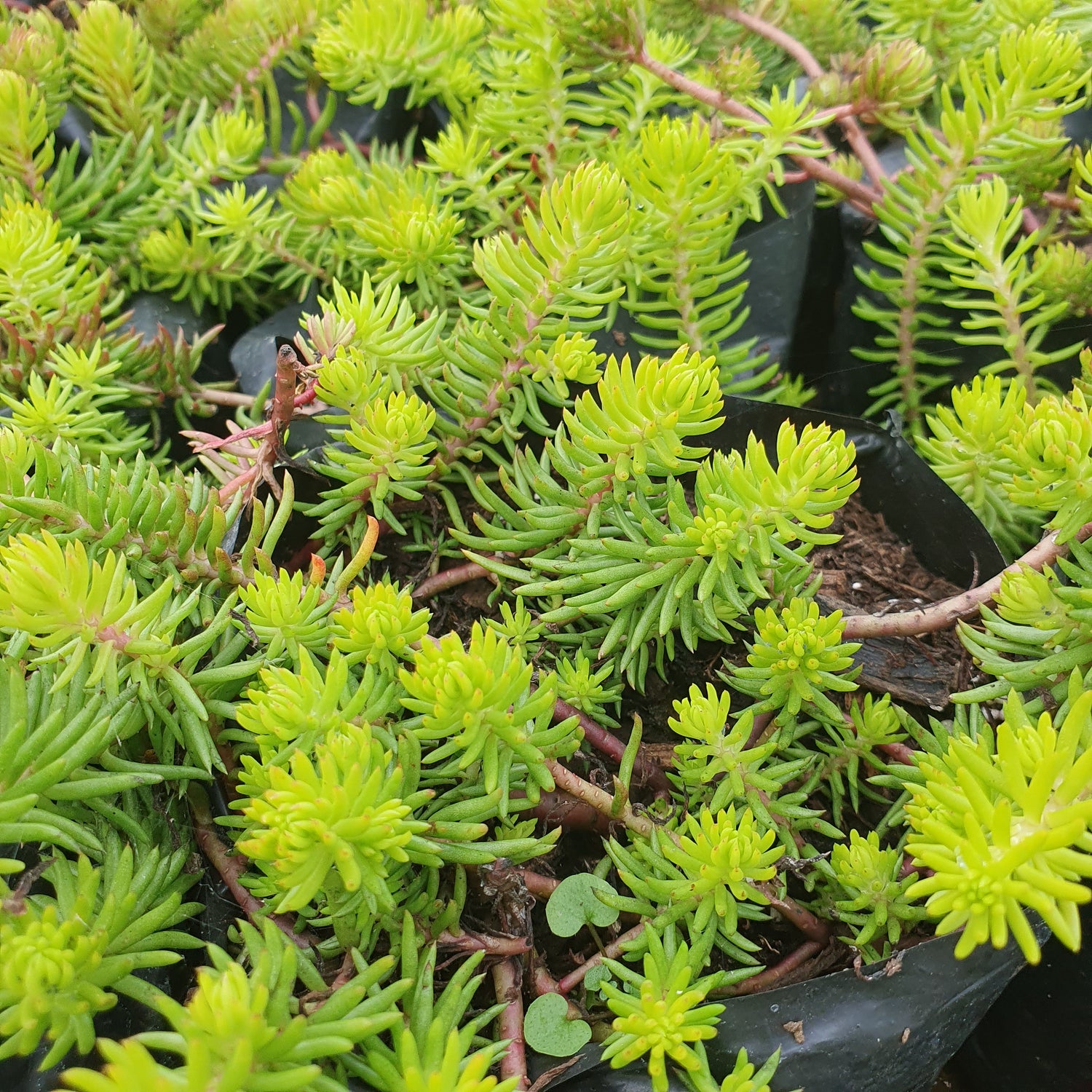 RASTRERAS Y TREPADORAS