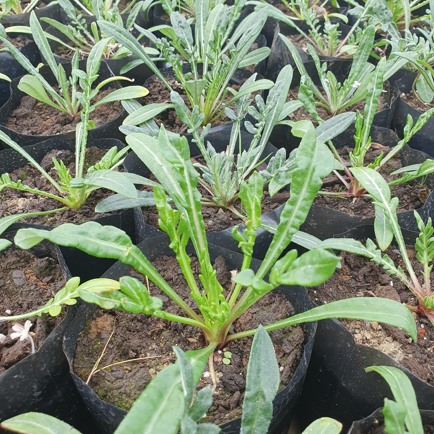 Gazania