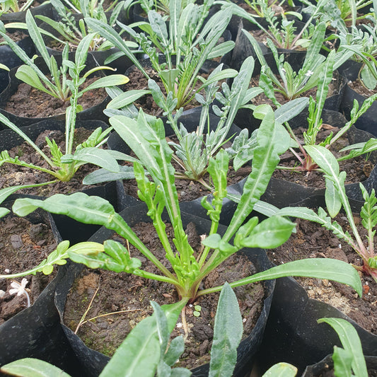 Gazania