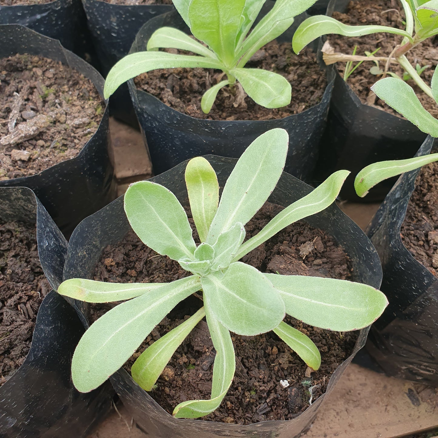 Caléndula rosa