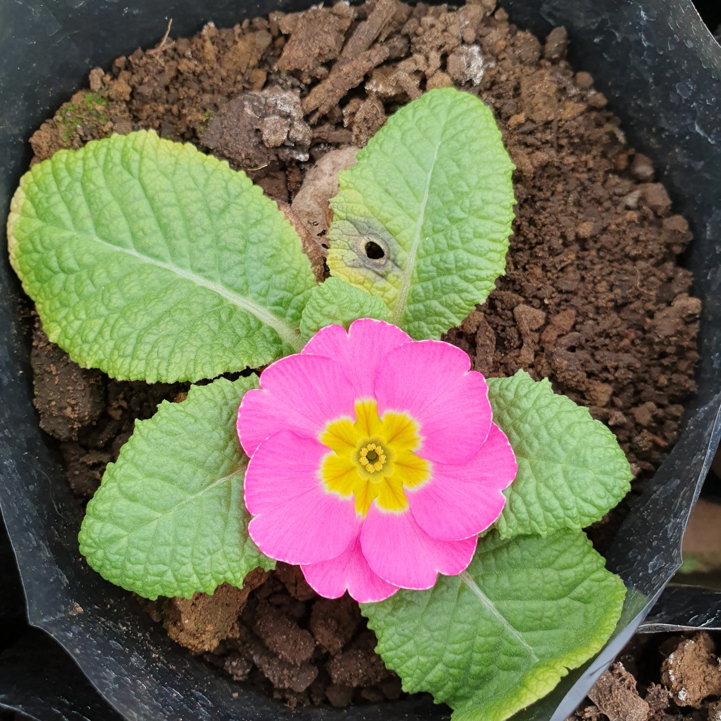 Oreja de oso