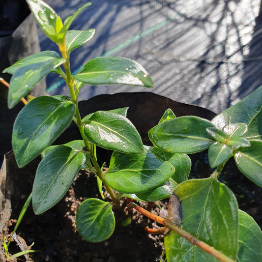 Vinca minor