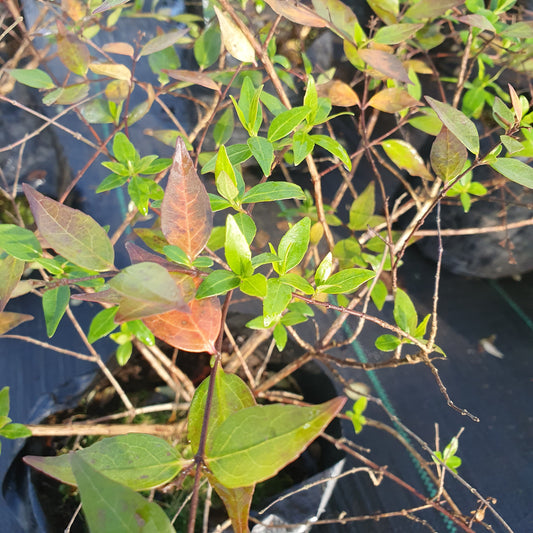 Abelia arbustiva