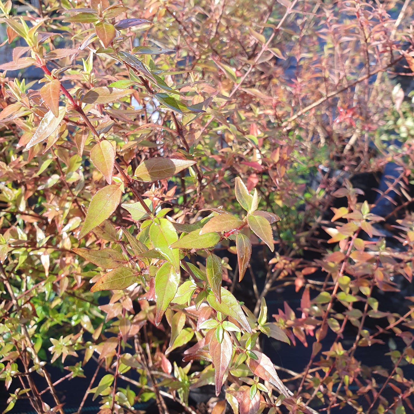 Abelia rastrera