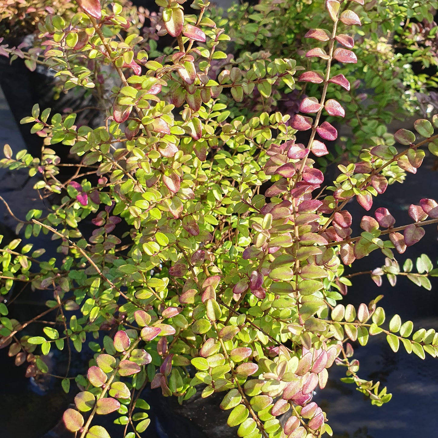 Lonicera