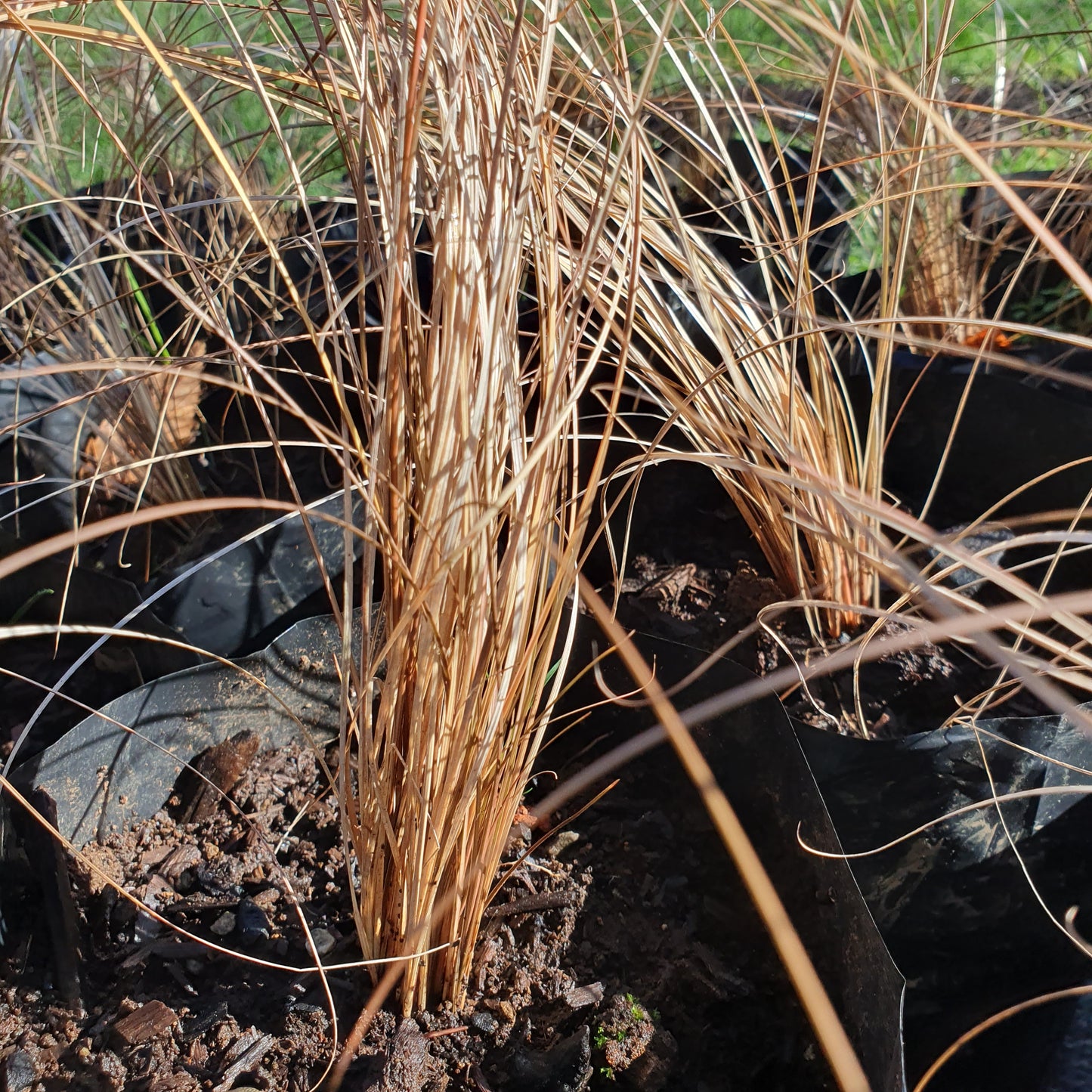 Carex bronce