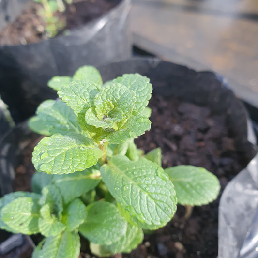 Menta