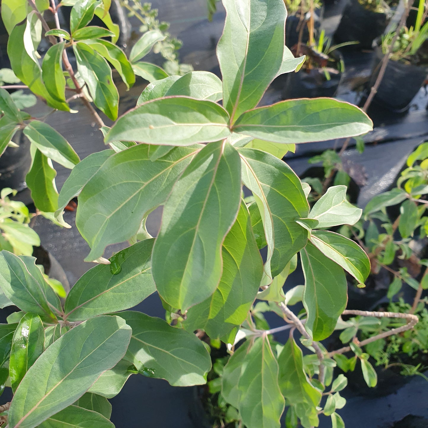 Cornus capitata