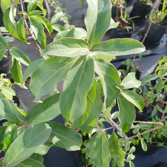 Cornus capitata