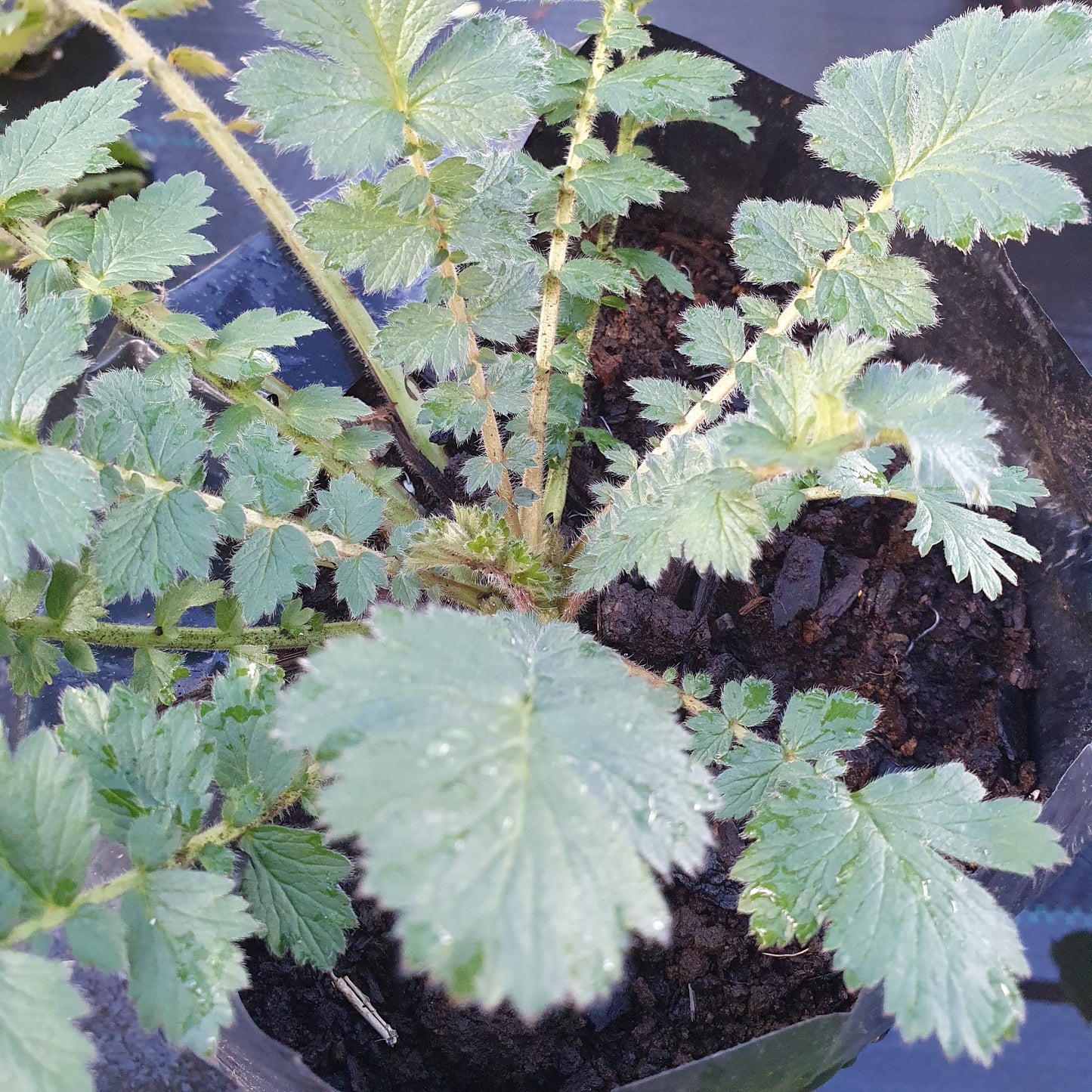 Geum rojo