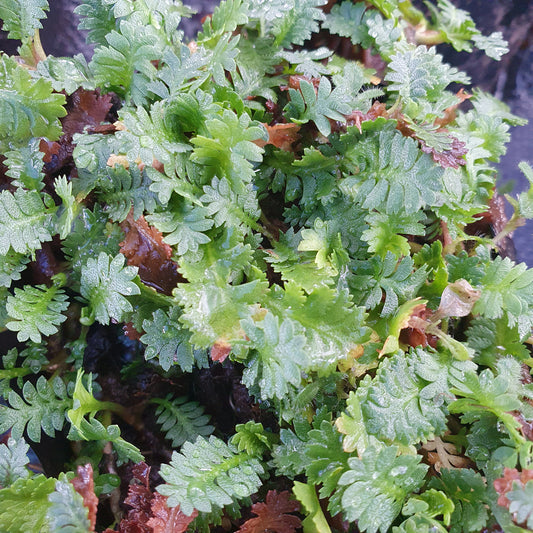 Cótula