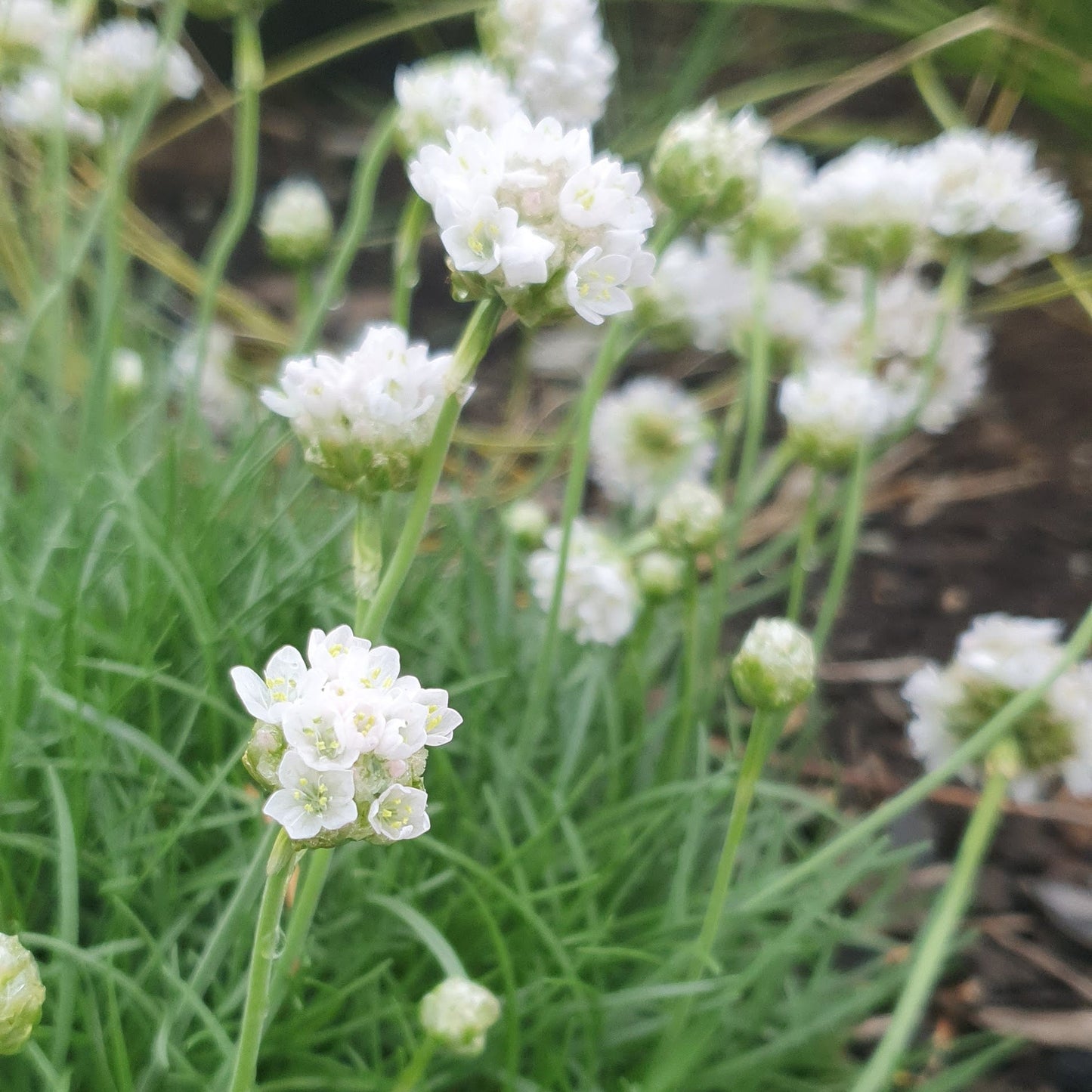 Armería marítima flor blanca