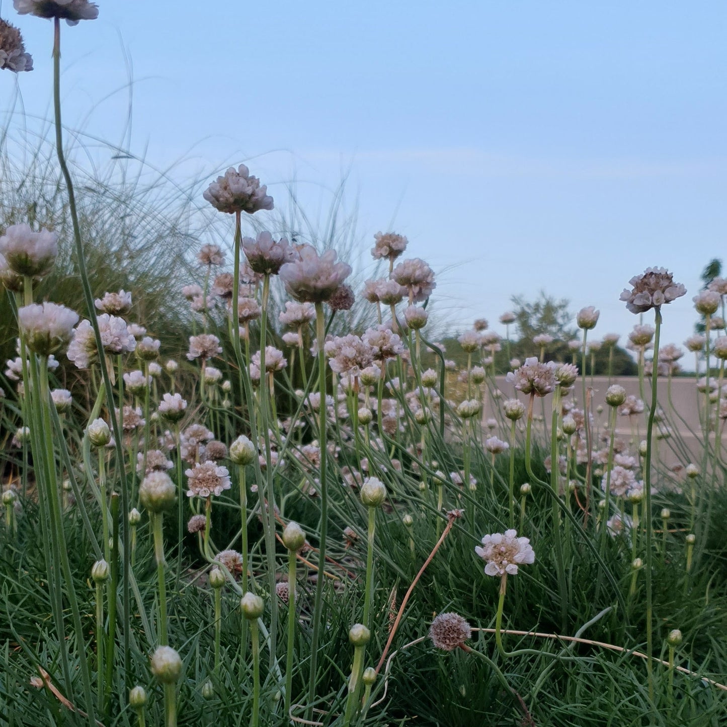 Armería marítima flor blanca