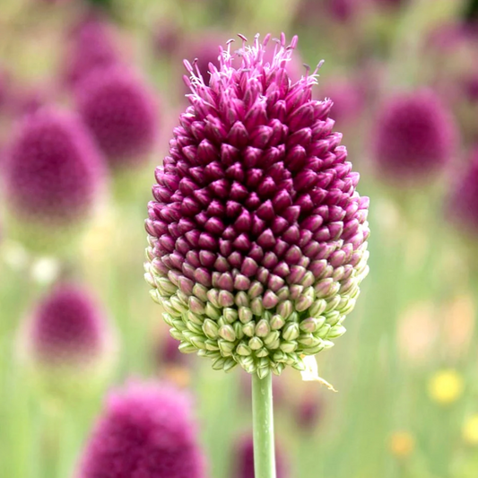 Allium Sparocephalum