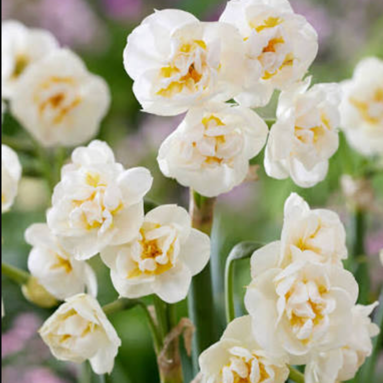 Narciso Bridal Crown