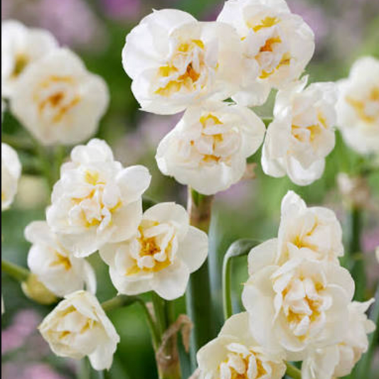 Narciso Bridal Crown