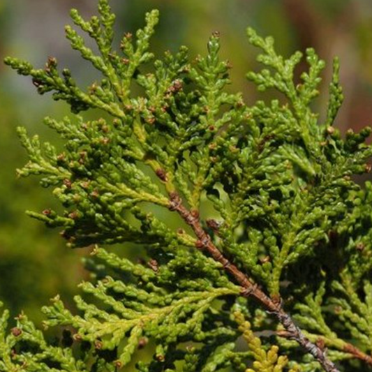 Ciprés de la cordillera