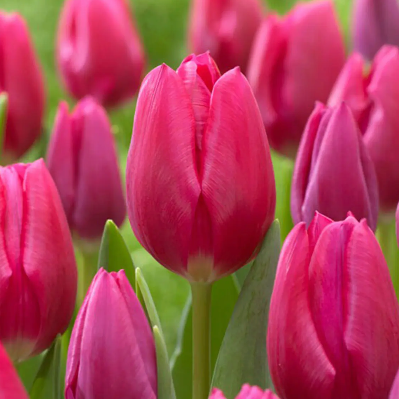 Tulipán Pink Ardour
