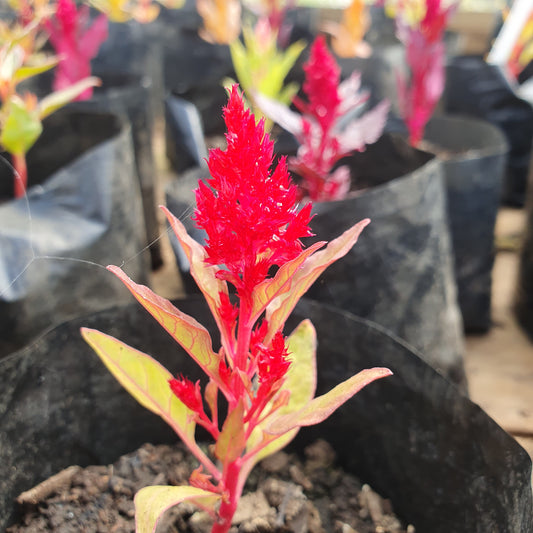 Celosia