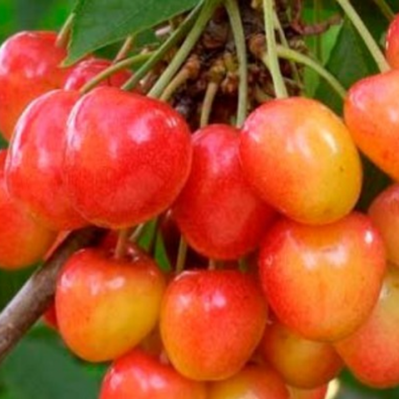Cereza Corazón de Paloma