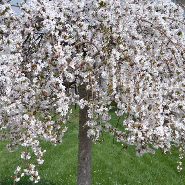 Cerezo Péndulo