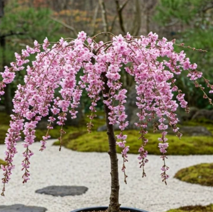 Cerezo Péndulo