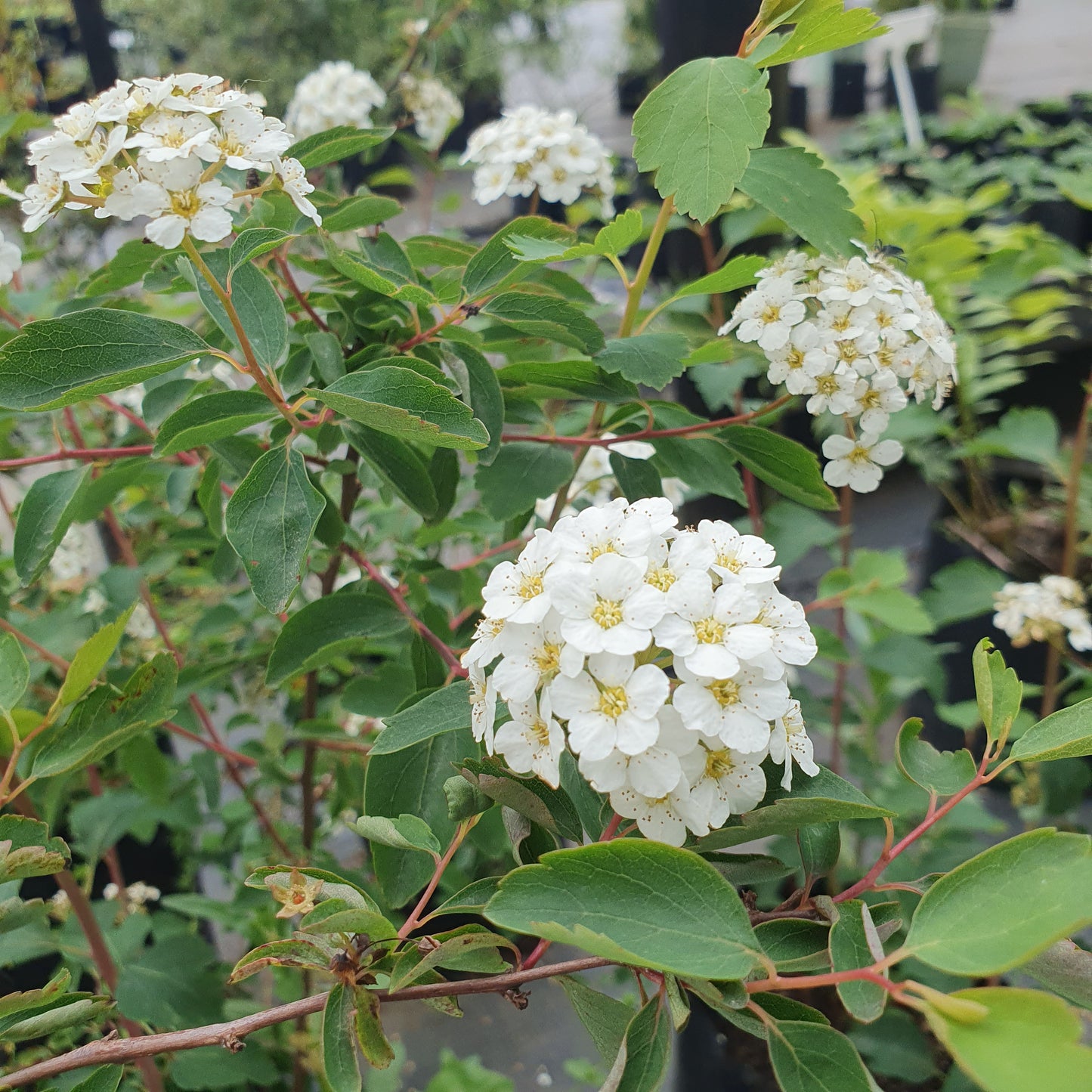 Spirea japónica/ Corona del poeta