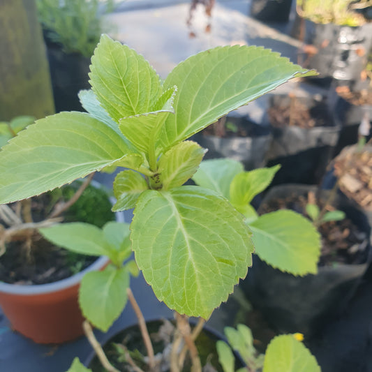 Hortensia