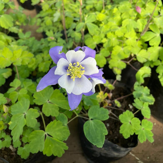 Aquilegia