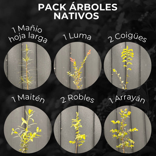 Pack Árboles Nativos