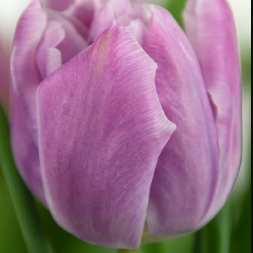 Tulipán Katinga