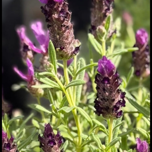 Lavanda