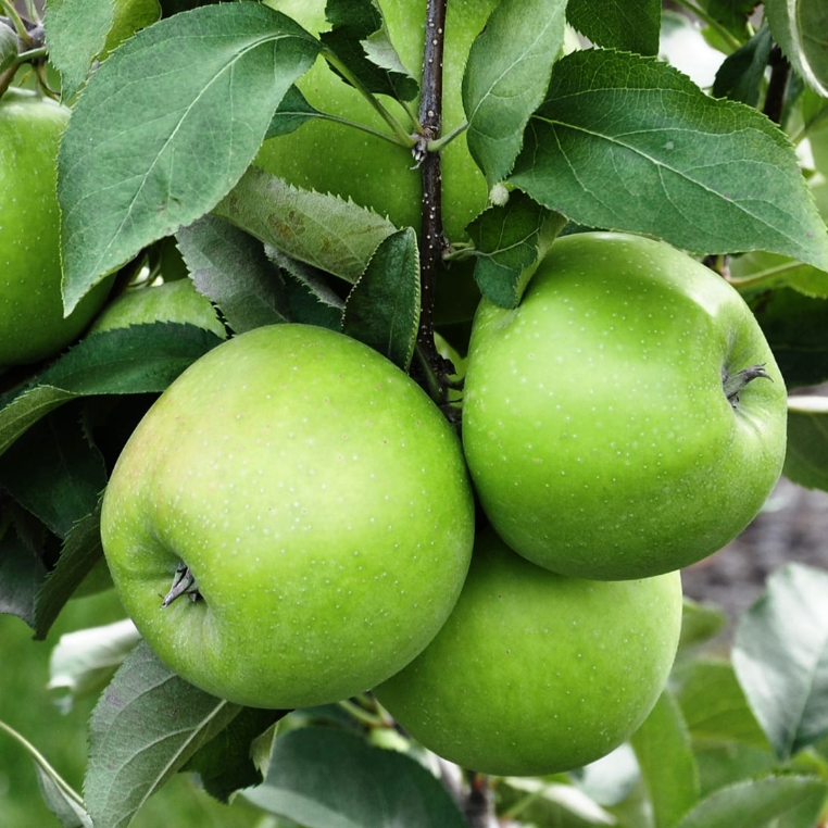 Manzano Granny Smith