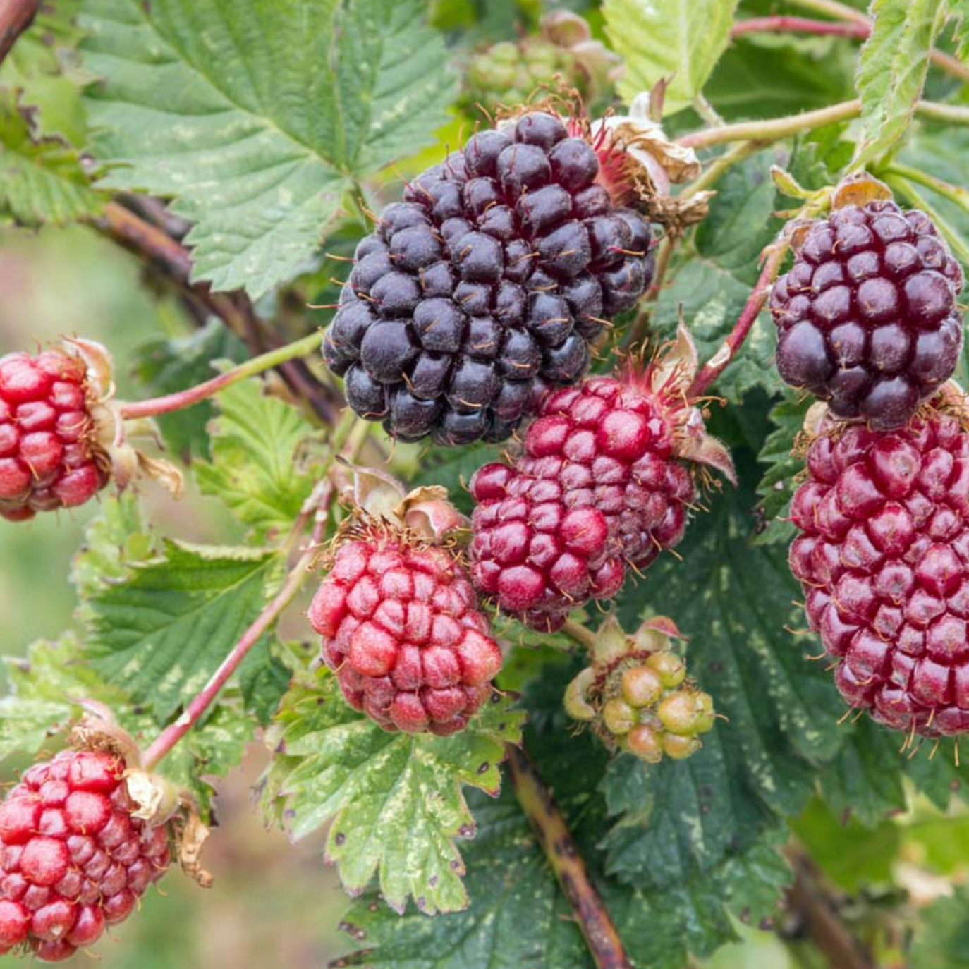Mora Hibrida Boysenberry