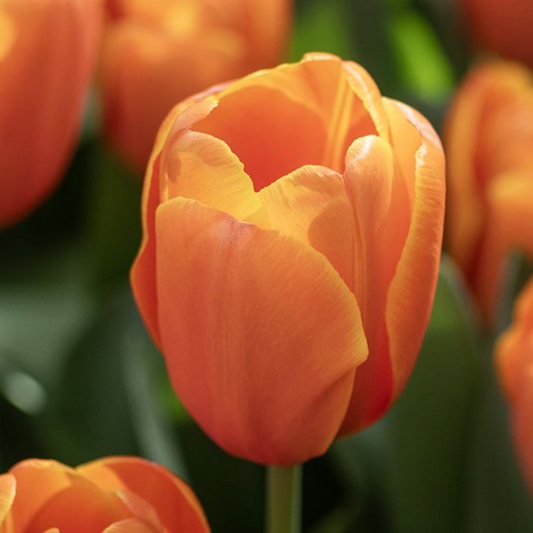 Tulipán Morgana