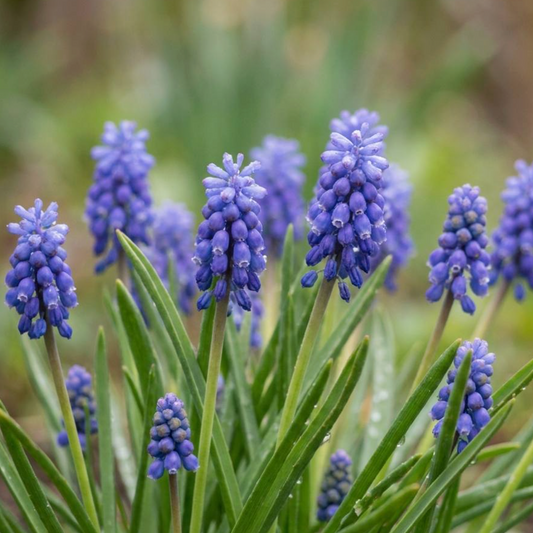 Muscari