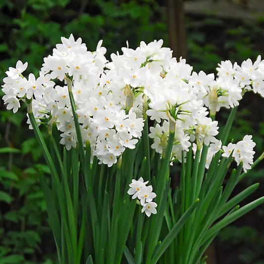 Narciso Paper White