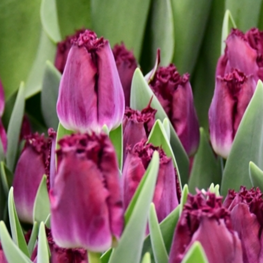 Tulipán Purple Cristal