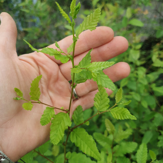 Roble