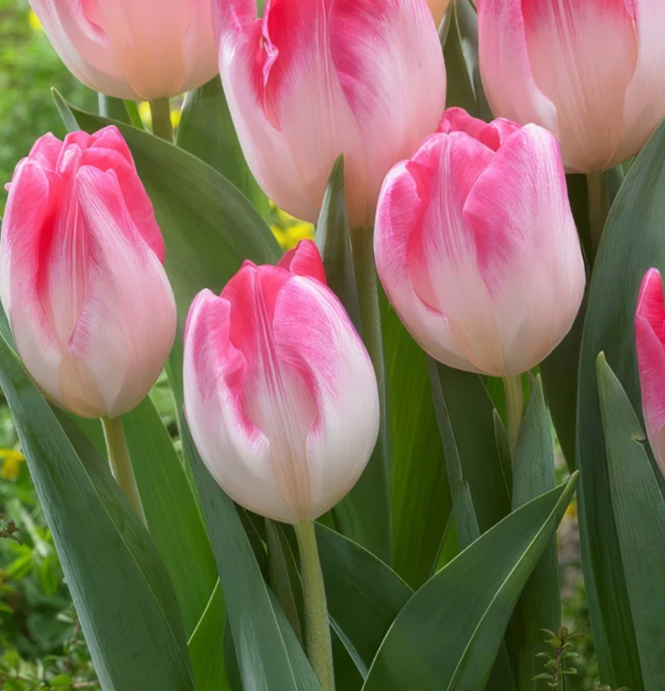 Tulipán Sinfonía