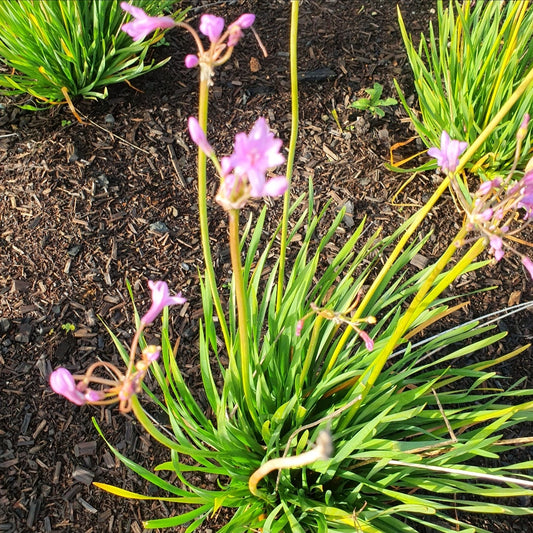 Tulbaghia