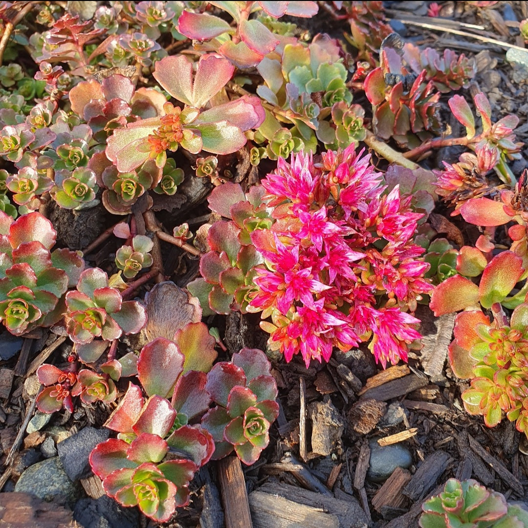 Sedum spurium variegatum