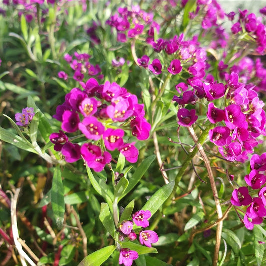 Alyssum Morado
